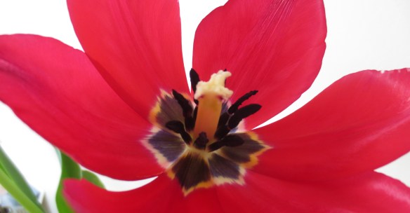 crp-tulip